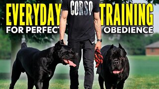 Cane Corso Obedience Training