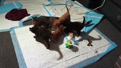Baby Kittens Purring