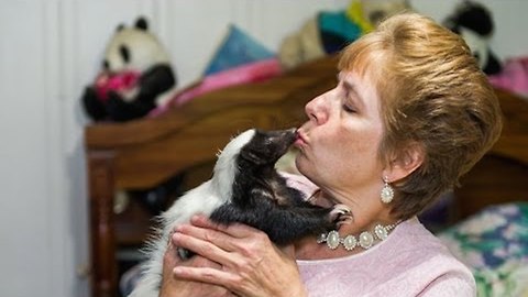 Skunk Admirers Celebrate Their Unique Pets In The Annual Skunk Festival