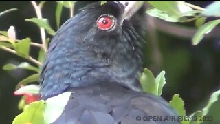 AUSTRALIAN WILDLIFE - UNUSUAL BIRDCALLS; FROG BEING CHASED