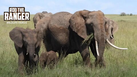 Elephant Herd With Distinctive Matriarch | Maasai Mara Safari | Zebra Plains