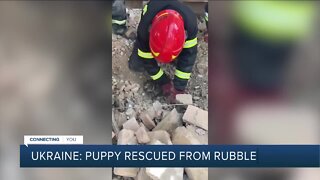 Positively 23ABC: Puppy rescued from rubble in Ukraine