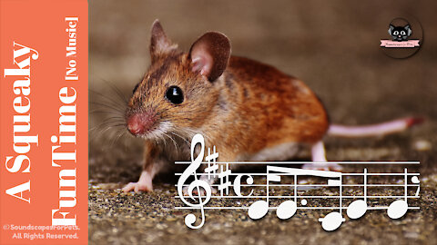 A Squeaky FunTime For All Your Pets ♫ - A MOUSE VIDEO! [No Music!] - By Soundscapes For Pets