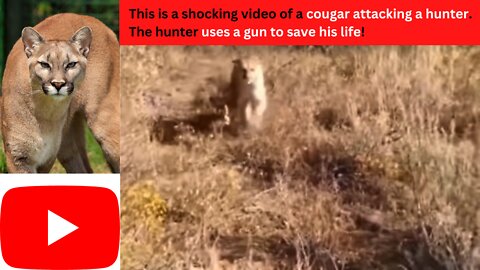 Cougar attacks hunter!