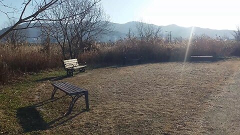 The sun shines on the bench where you can take a rest in the reed forest.