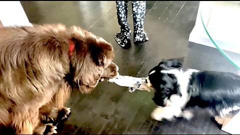 Giant Newfie & Little Cavalier Battle For Squeaky Toy