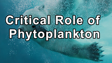 Critical Role of Phytoplankton in the Ocean in Oxygen and Actions Are Leading Towards Collapse