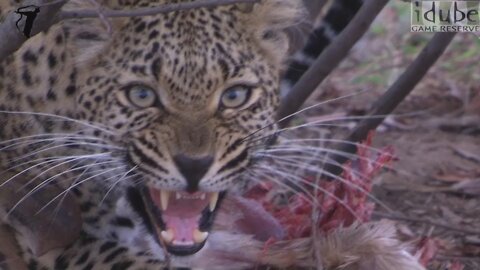 Angry Leopard Charges At The Cameraman