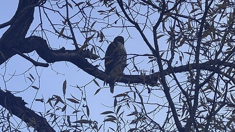 Rough-Legged Hawk still looking for dinner