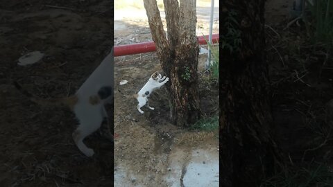 Cat Scratching Tree Video - Cute and Funny Cat Video