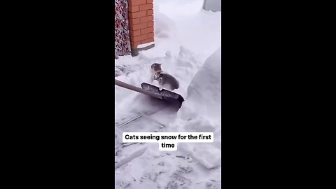 🐈 seeing snow ❄️ for the first time 🤣😂😭