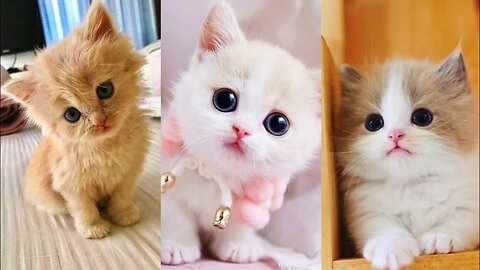 Baby cats- cute and funny cat videos compilations #60