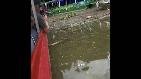 Crocodile Tour