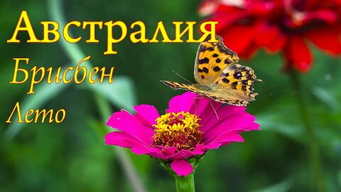 Лютики, цветочки, у меня в садочке 🌿💐🌼🌺