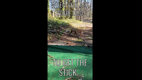 When You Ask Your Dog To Get The Stick