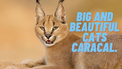 Big and beautiful cats Caracal.