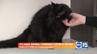 VCA Animal Referral & Emergency Center of Arizona advises on holiday sweets and your pets