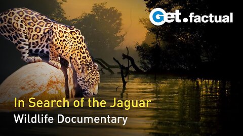 The Phantom Cat - South America's Jaguar | Full Wildlife Documentary