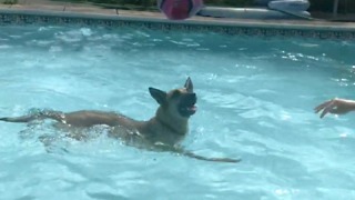 German Husky Plays Monkey-In-The-Middle In The Pool