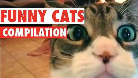 Funny Cat Videos of the Week ~ July 2023