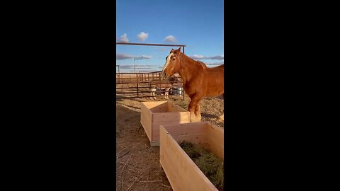 Building Horse Manger Boxes for Feeding Ep.9
