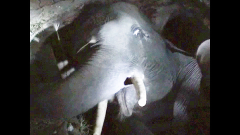 Baby Elephant Stuck In Manhole