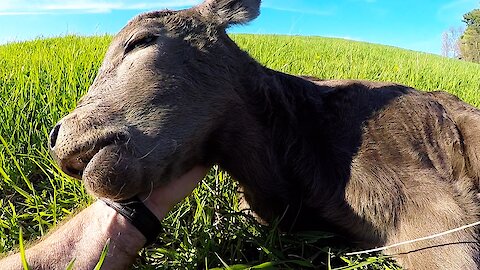 Newborn calf gets sleepy in the sunshine when his face is massaged