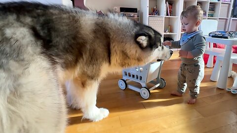 Giant Husky Saves Adorable Baby Boy From Jail! (Cutest Ever!!)