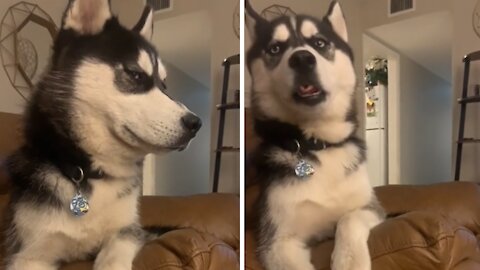 Husky puppy not interested in owner's drama