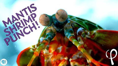 Mantis Shrimp Punch at 40,000 fps! - Cavitation Physics