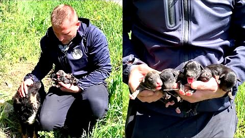 Rescue of abandoned mama dog and her newborn puppies will mealt your heart! Ready for adoption!