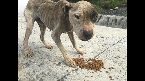A weak and skinny dog was lying on a pile of garbage and looked very sad