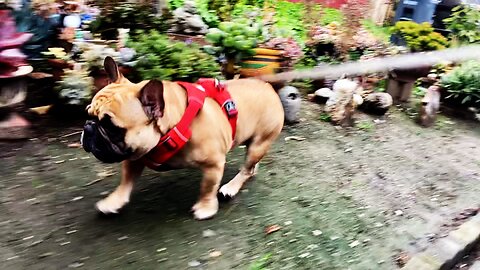 Turbeau Goes for a Walk After the Rain