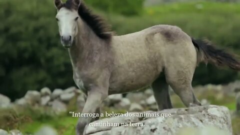 Da onde vem a harmonia da natureza?