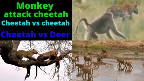 Monkey Attacked On Cheetah Top Amazing Momentus2022@Animal Channel