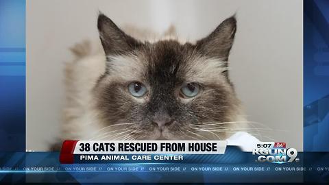 PACC rescues 38 cats from hoarder