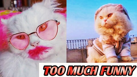 TOO MUCH funny CATS 🐱🐈 FUNNY ANIMALS & PETS VIDEO 2024 🐱🐶