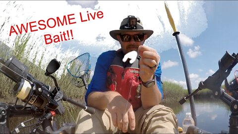 This Live Bait Can Help You Catch Redfish ~ AWESOME DAY FISHING!!