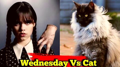 Cat Vs Yesterday Looks || Cat Viral Looks