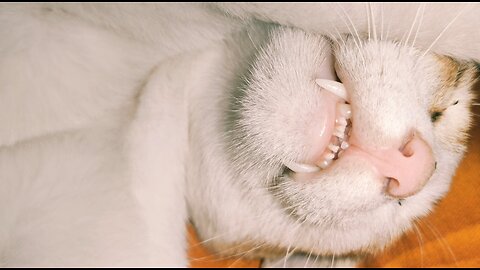 Lazy Cat Sleeping On My Bed