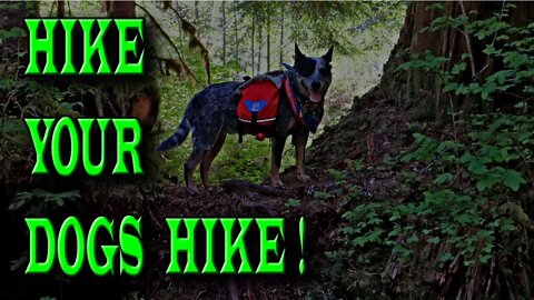 Tips on how to "HIKE YOUR DOGS HIKE"