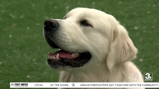 Positively the Heartland: 'Uplifting Paws' helping to train new therapy dogs for those in need