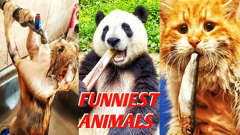 NEW FUNNIEST ANIMALS VIDEOS 2023 🐱🐶