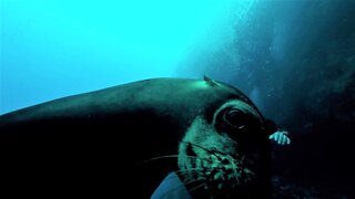 Playful sea lions fall in love with scuba diver and his camera