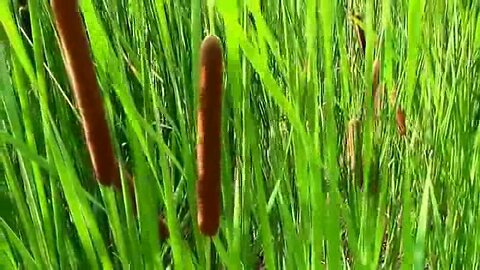 PRIMITIVE SURVIVAL, CATTAIL Best Emergency Food, Or COMPLETE DINNING