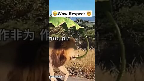 😂wow respect 😱😼#shorts#viral #funnyvideo #respect #hahaha #lions #haha #funnyshorts #fun #wow