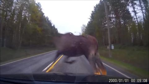 Dash cam footage captures tense moose accident