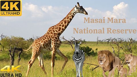 Beautiful Animals 4k Video 4K Great Migration MASAI MARA NATIONAL RESERVE ,KENYA Scenic Wildlife