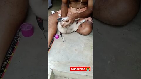 puppy grooming | puppy enjoying and relaxing during grooming ∆ #shorts #puppy #dogs #cutedogs #reels