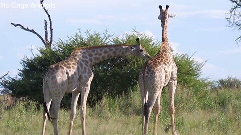 African Wildlife Discover the Real African Wildlife| African Wildlife With Calming Music